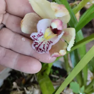 4 mudas de orquideas sem flor
