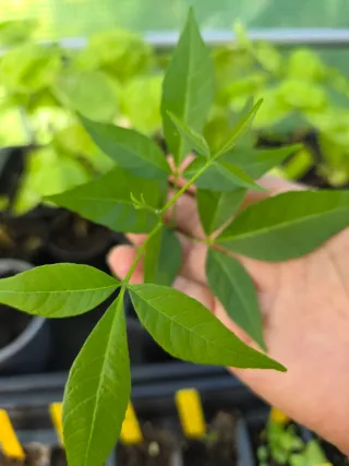 Planta de Zapote Blanco