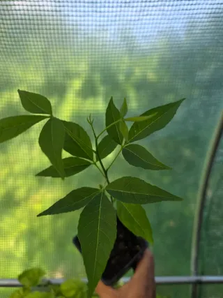 Planta de Zapote Blanco