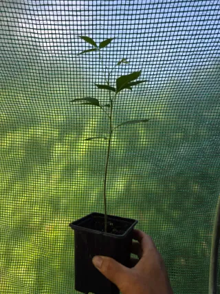Planta de Zapote Blanco