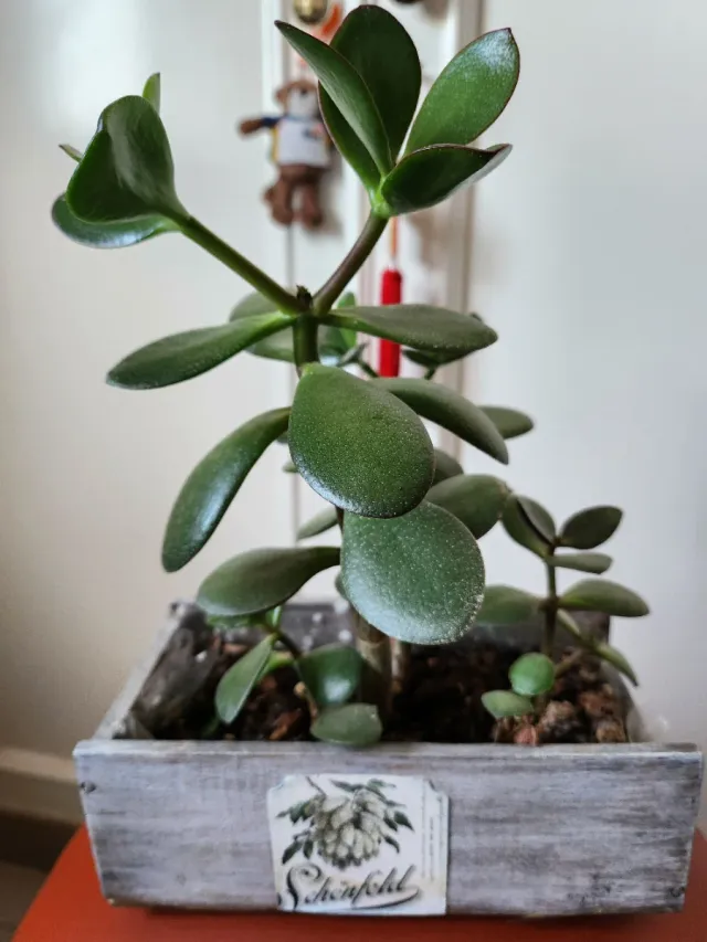 Árbol de Jade - Planta Natural