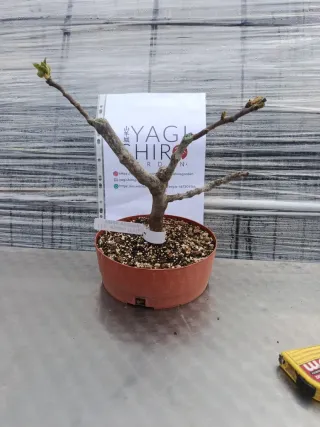 Bonsái Higuera Negra Ficus Carica