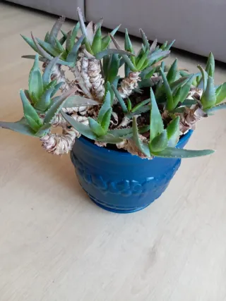 Planta Aloe Vera con maceta decorativa