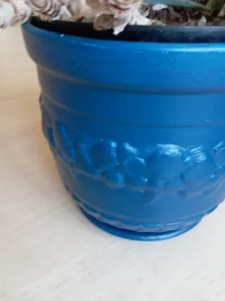 Planta Aloe Vera con maceta decorativa