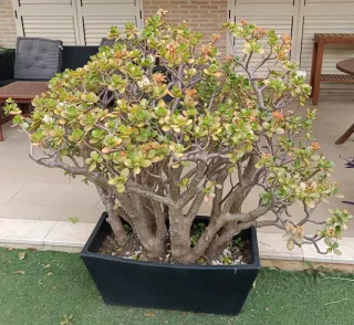 Árbol de Jade con Maceta Negra a recoger en Bétera