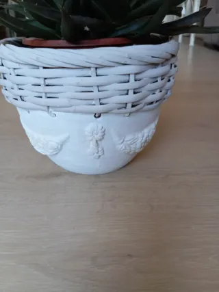 Planta Aloe Vera con Maceta Blanca