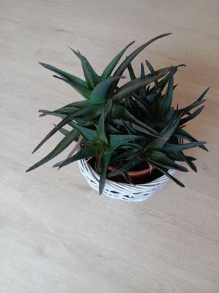 Planta Aloe Vera con Maceta Blanca