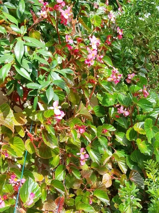10 Talee di begonia rosa