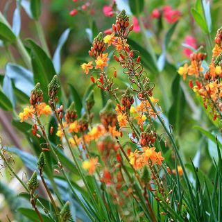 Planta crasa flor en maceta