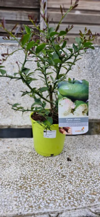Árbol Limonero Caviar Cítrico