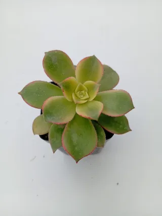 Aeonium Gorgoneum