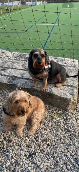 Paseo y cuidado de mascotas