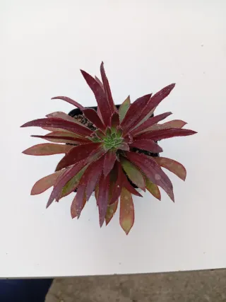 Aeonium Firecraker Variegada