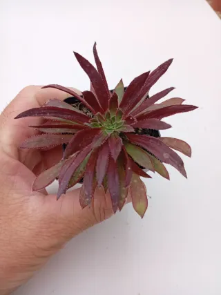 Aeonium Firecraker Variegada