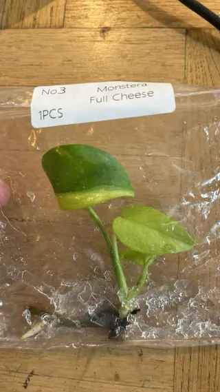 Monstera Lemon Variegata