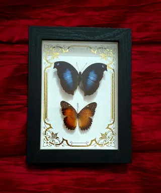 Cornice con farfalle blu e arancioni