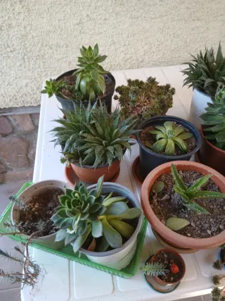 Plantas Crasas Variadas