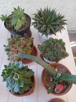 Plantas Crasas Variadas