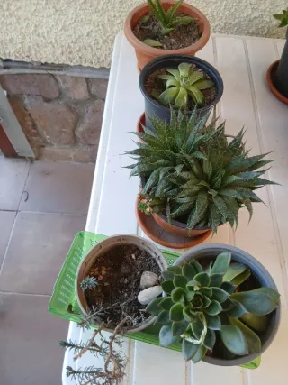 Plantas Crasas Variadas