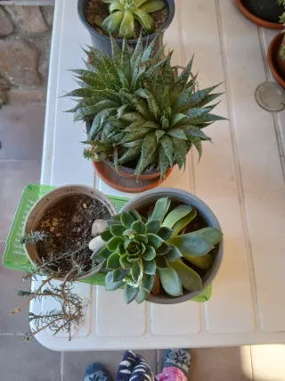 Plantas Crasas Variadas