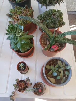 Plantas Crasas Variadas
