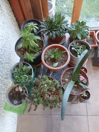 Plantas Crasas Variadas