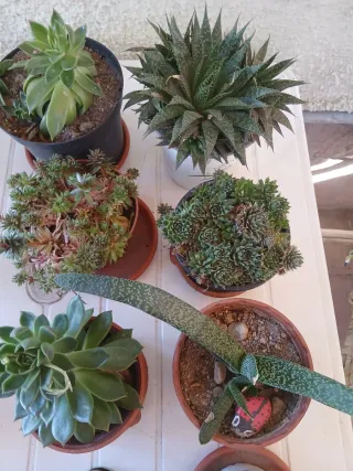 Plantas Crasas Variadas