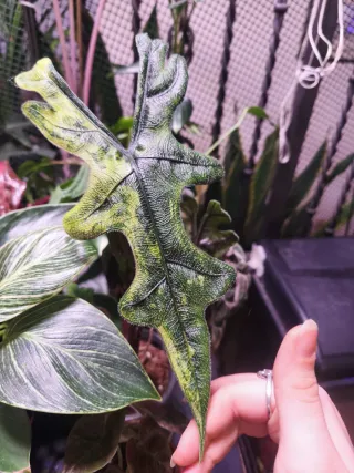 Alocasia Jacklyn Aurea cormo