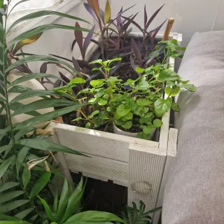 Mesa de cultivo blanca