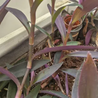 Mesa de cultivo blanca