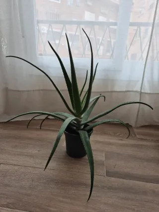 Planta Aloe Vera