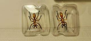 D&D Dwarven Forge Miniature - 2 Giant Ants