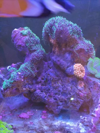 Roca acuario marino, Muerta 5€ kg viva 8€