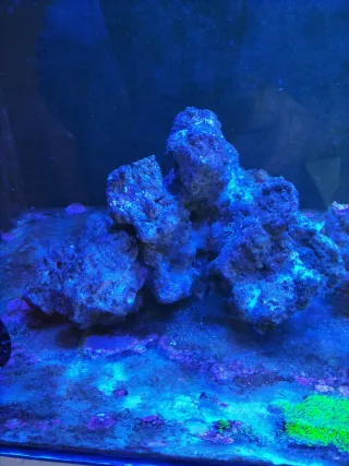 Roca acuario marino, Muerta 5€ kg viva 8€