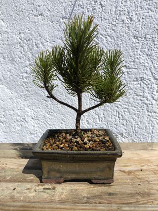 Bonsái Pino Mugo