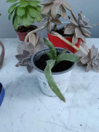 Lote 6 Suculentas: Jade, Cactus y más