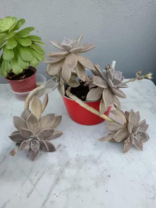 Lote 6 Suculentas: Jade, Cactus y más