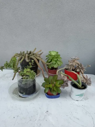 Lote 6 Suculentas: Jade, Cactus y más