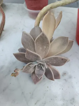 Lote 6 Suculentas: Jade, Cactus y más