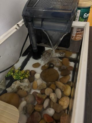 Tortuguero de cristal se puede poner filtro