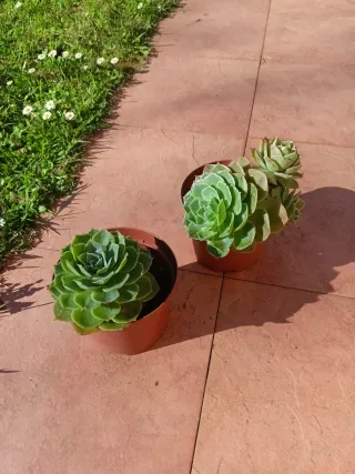 Echeveria Planta Suculenta