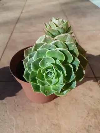Echeveria Planta Suculenta