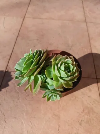 Echeveria Planta Suculenta