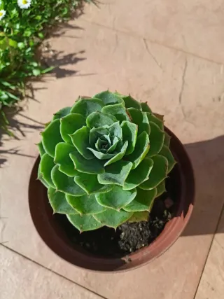 Echeveria Planta Suculenta