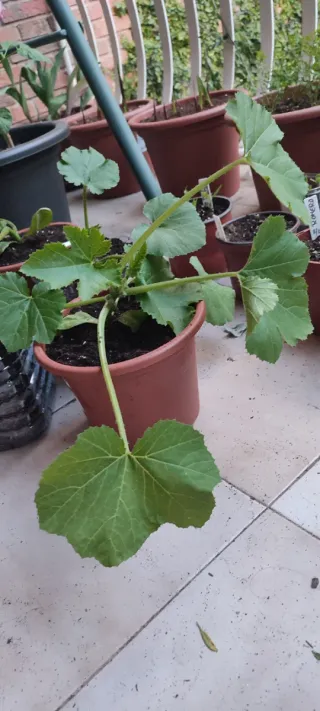 Planta Tomate y Calabacín Huerto Urbano