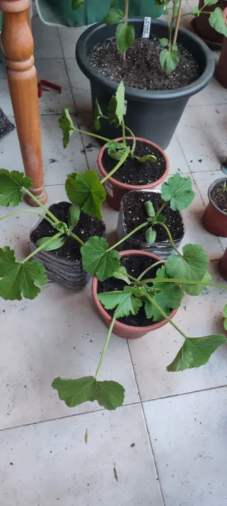 Planta Tomate y Calabacín Huerto Urbano