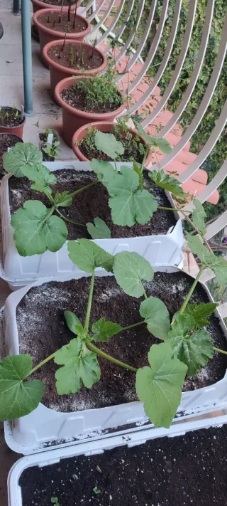 Planta Tomate y Calabacín Huerto Urbano