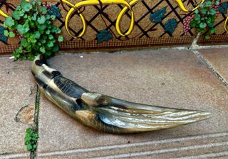 Cocodrilo de cuerno decorativo