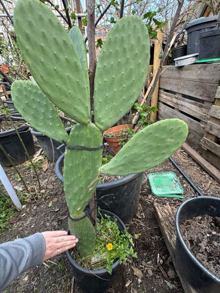 Cactus Opuntia grande