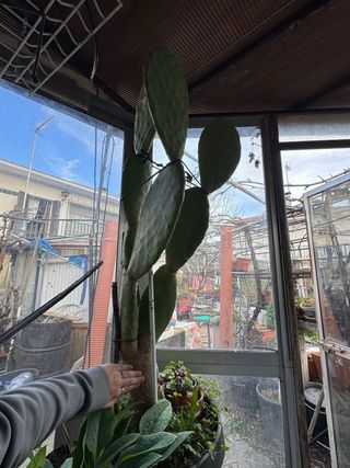 Cactus Opuntia grande